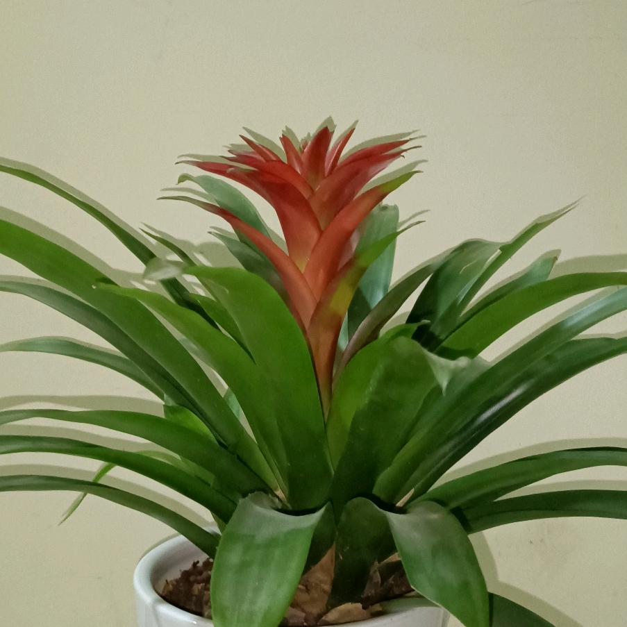 简简单单