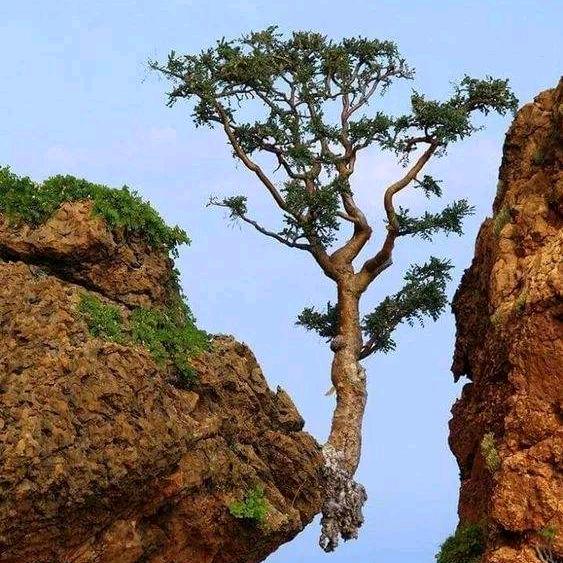 哥是山头那颗树，