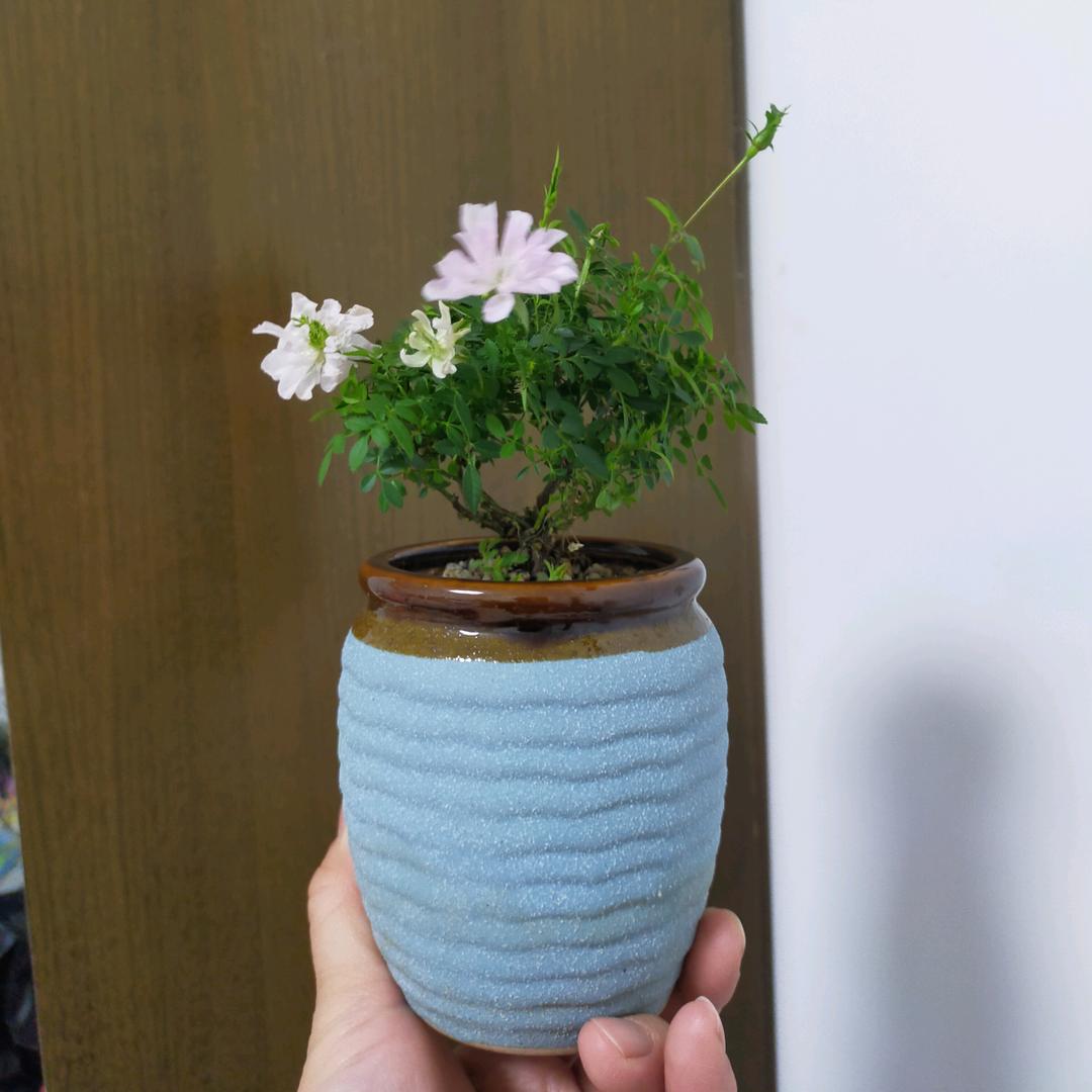 那些花儿～