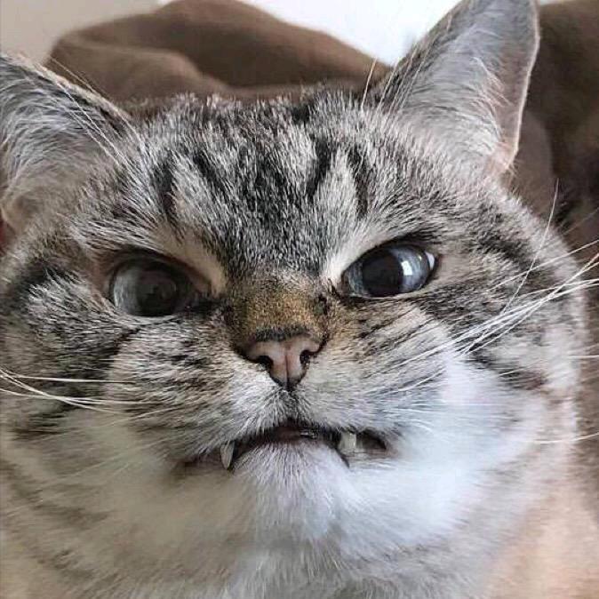 张麻子