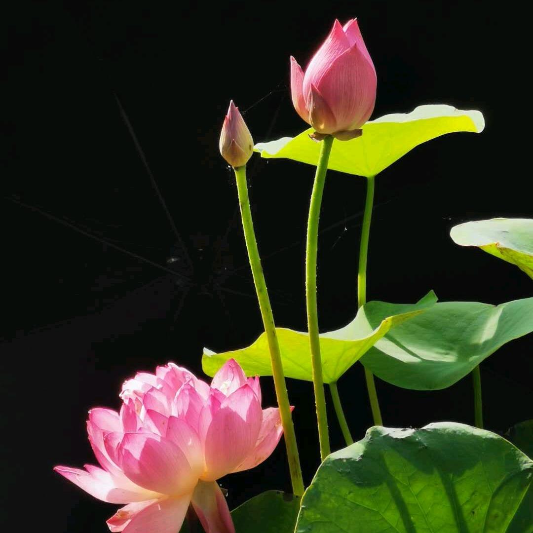 范总