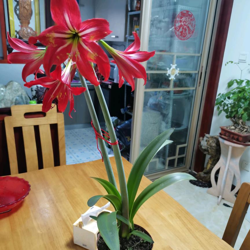 花开向阳