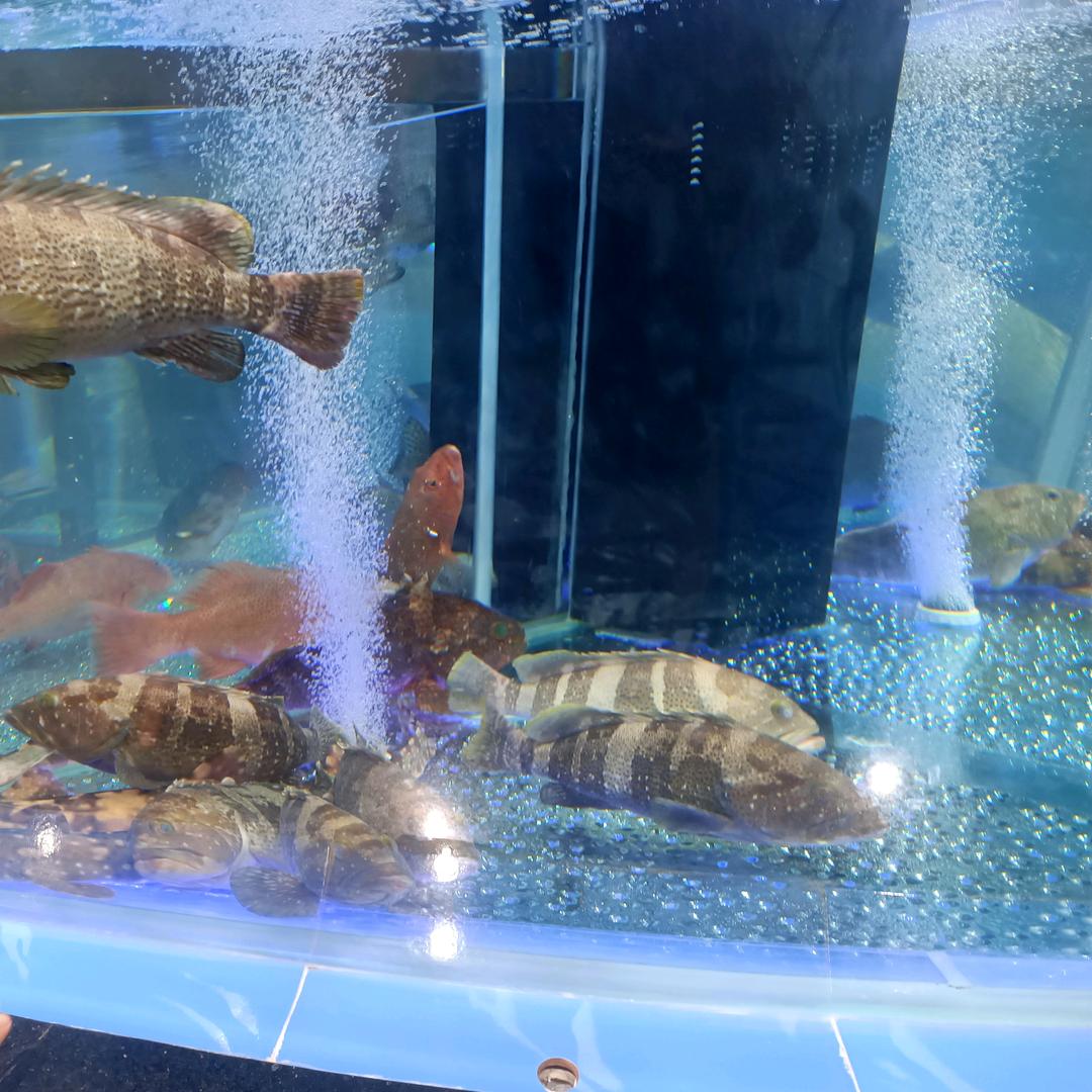 ︶ㄣ會飛的🐟ㄜ︵