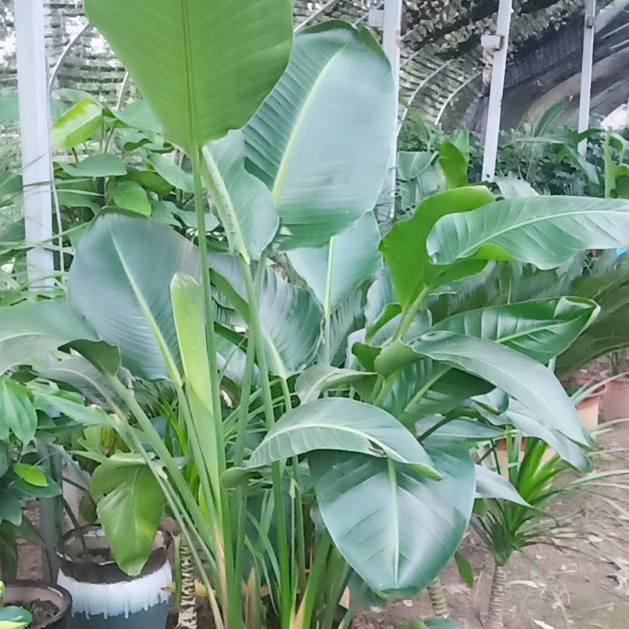 夏邑县知语花卉店