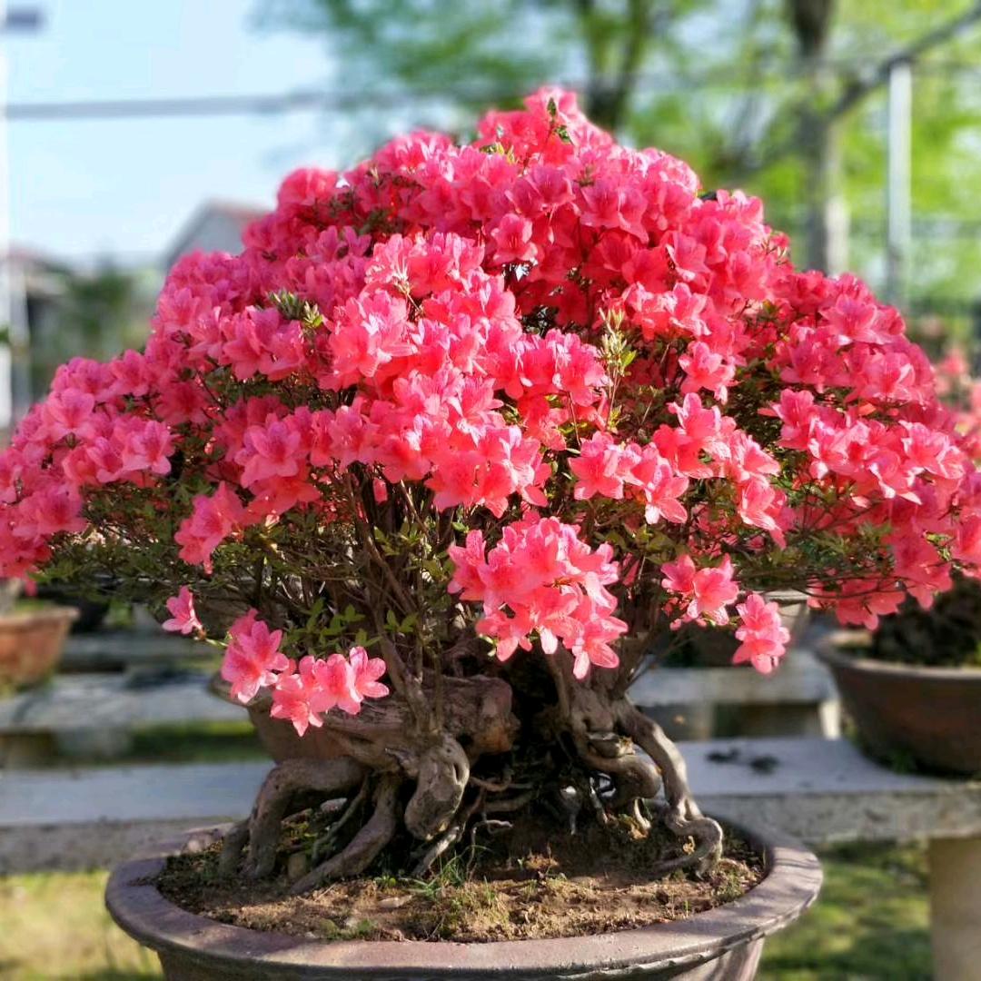 静欣园艺花卉景观