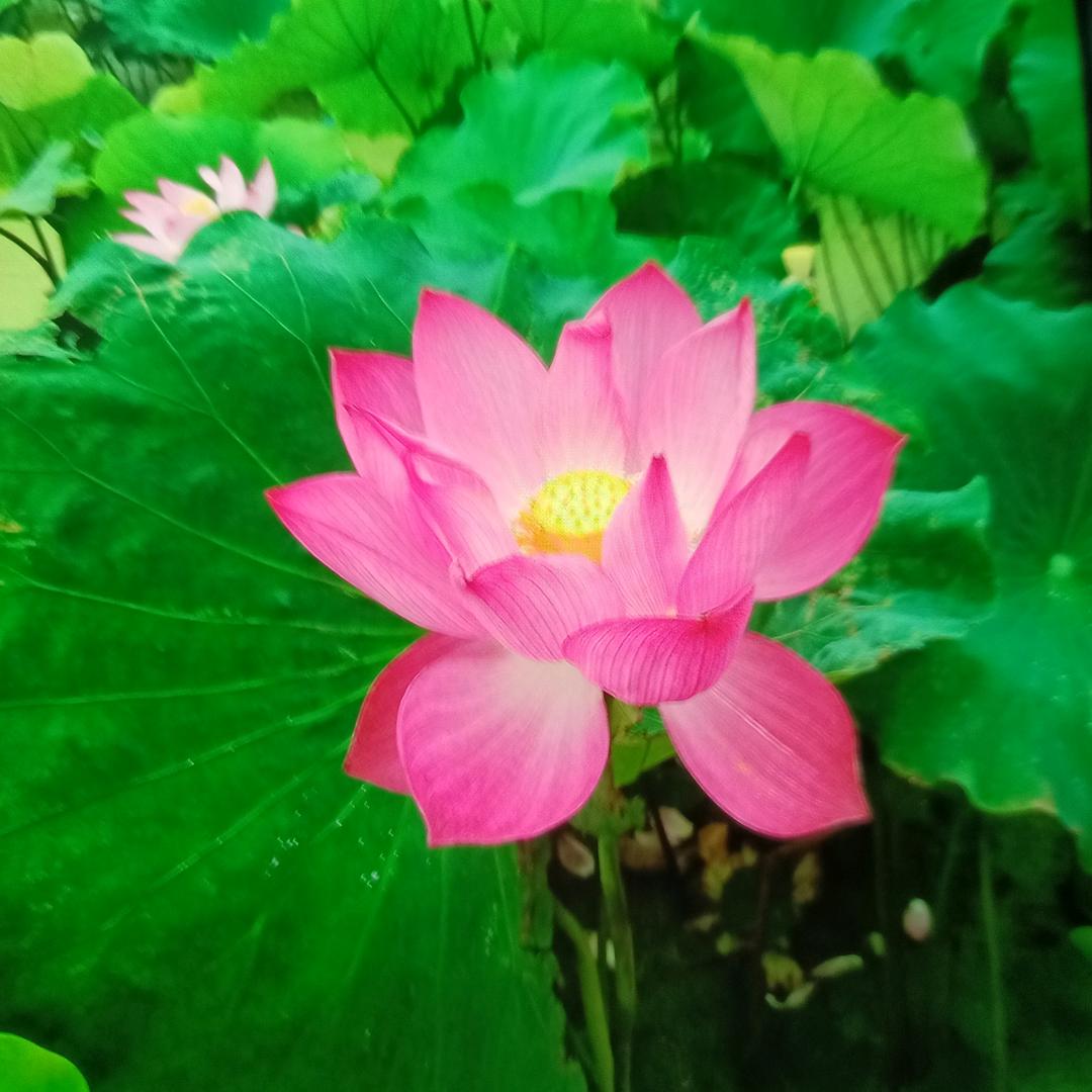 丁丰民