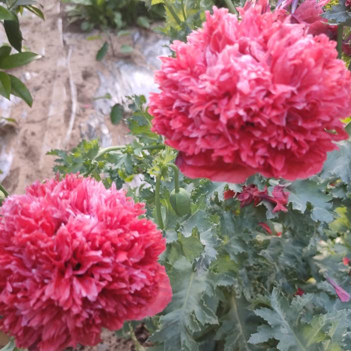 开心快乐🌹🌹🌹🌴🌴🌴