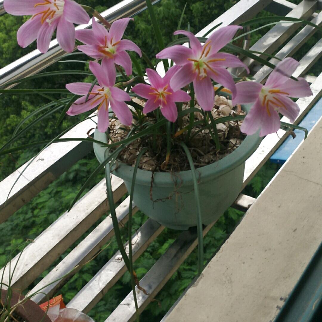 老红。