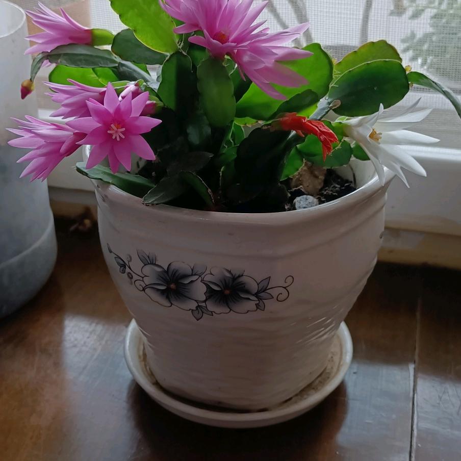 花红花火