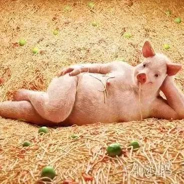 2023元旦最新认证帐号