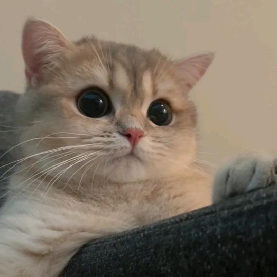 考拉（净净岛岛民版）