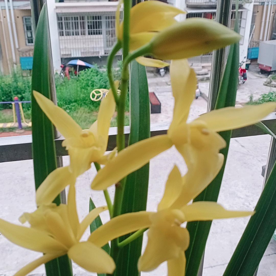 吕家二姐。(屏山逸富居房产）