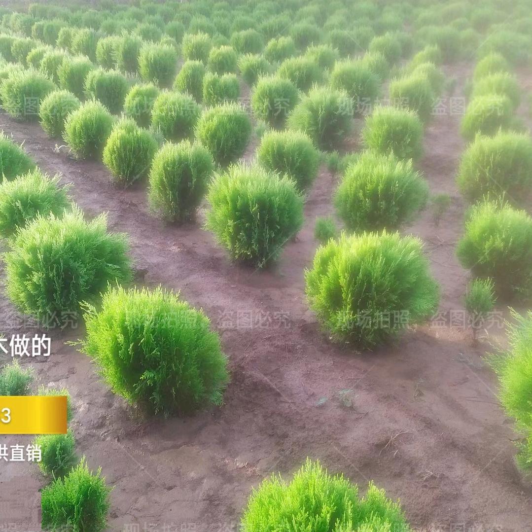 【沸点苗木洒金柏基地🇨🇳】