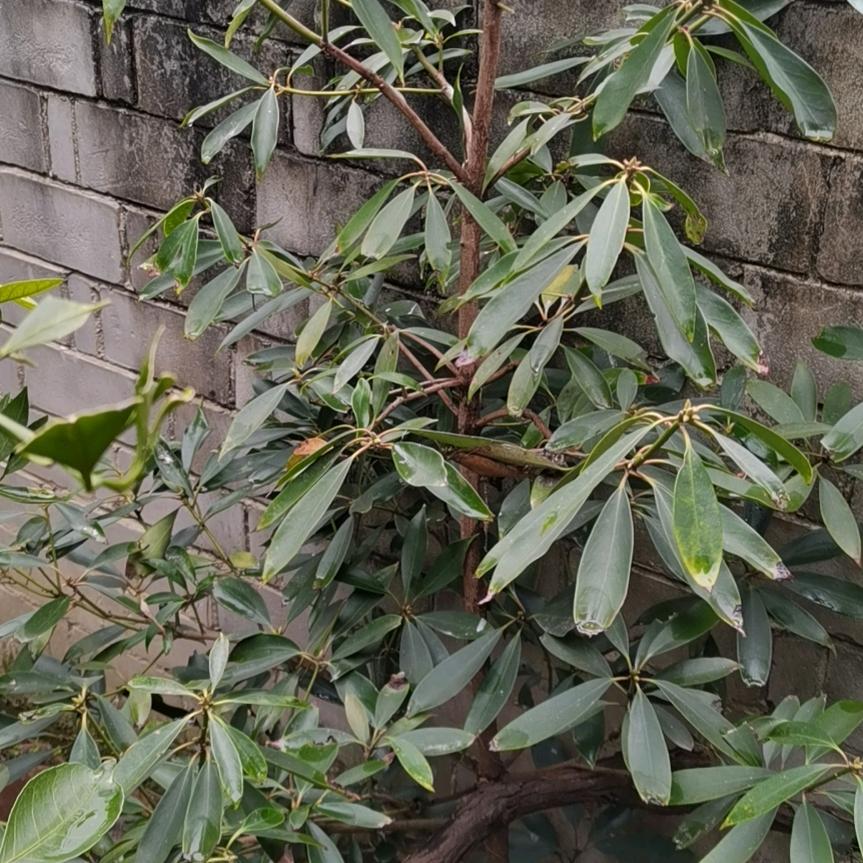 随风