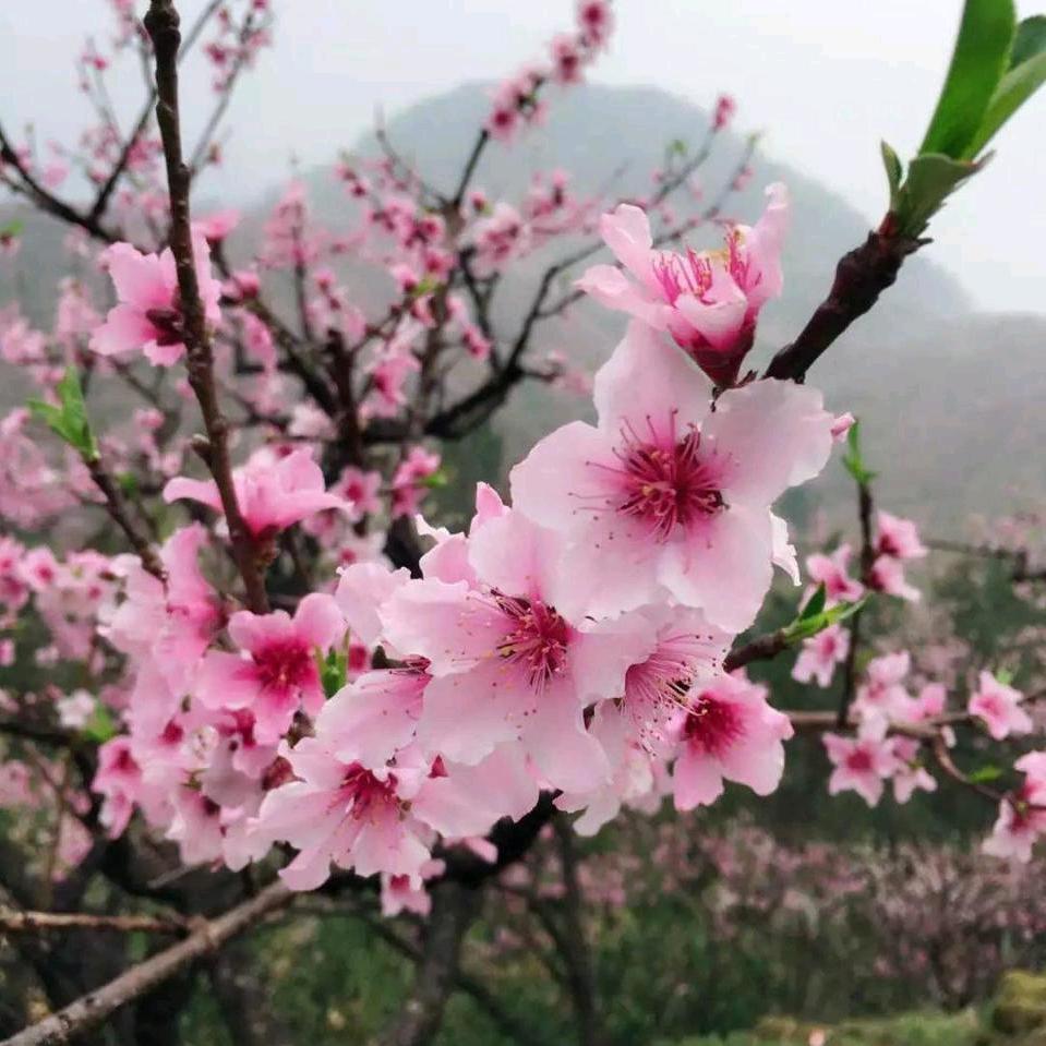油炸花生米