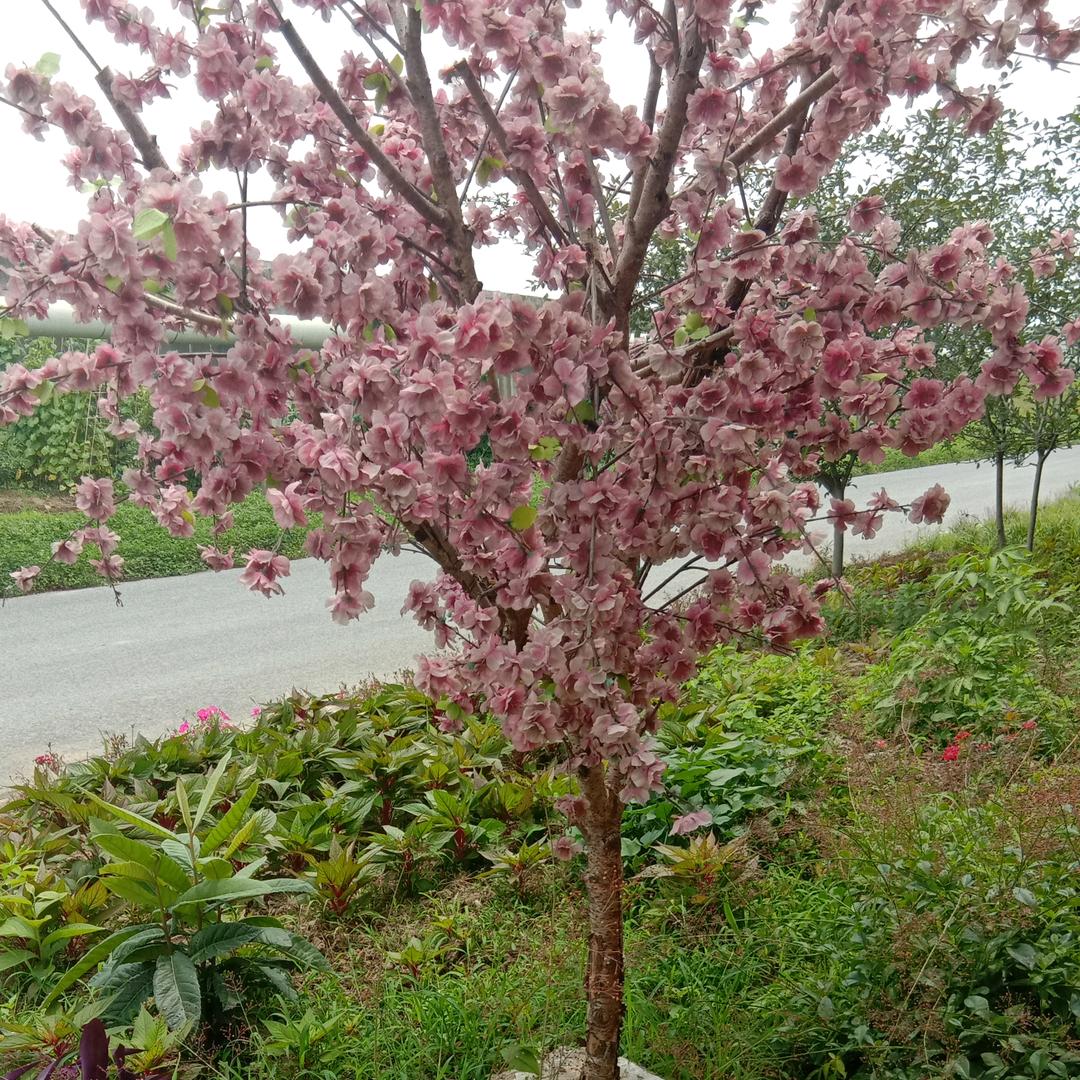 孤单的我
