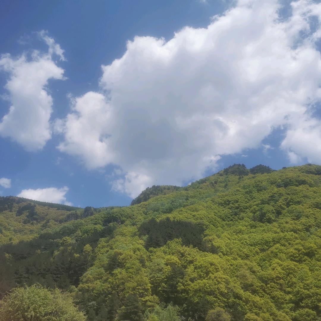 草木之情
