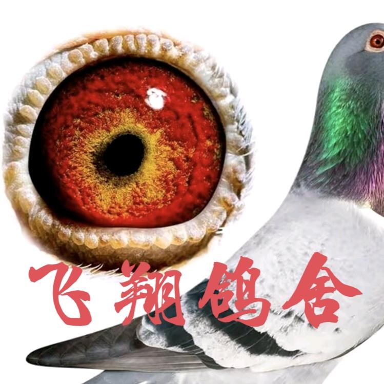 飞翔鸽舍宠物
