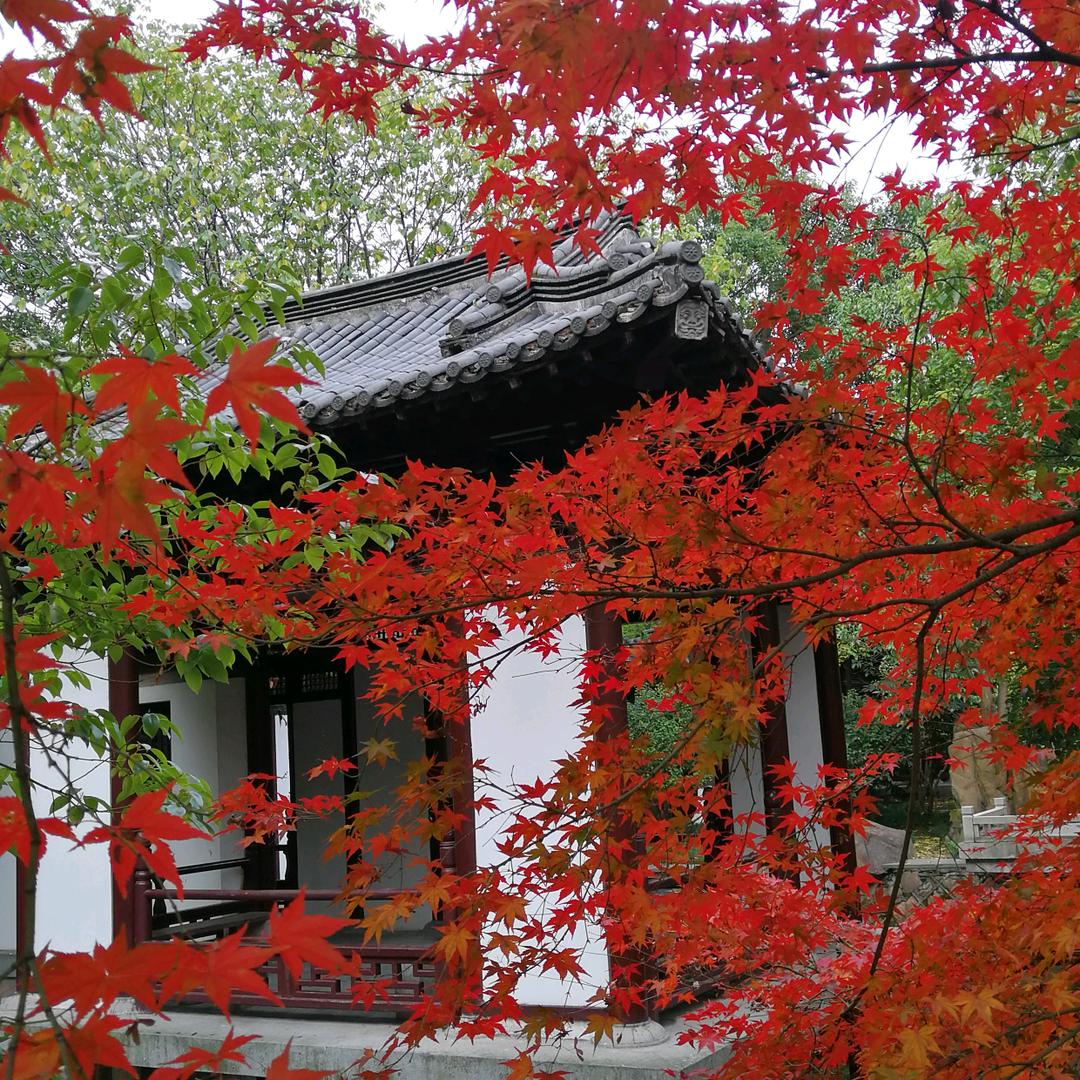 花开富贵来