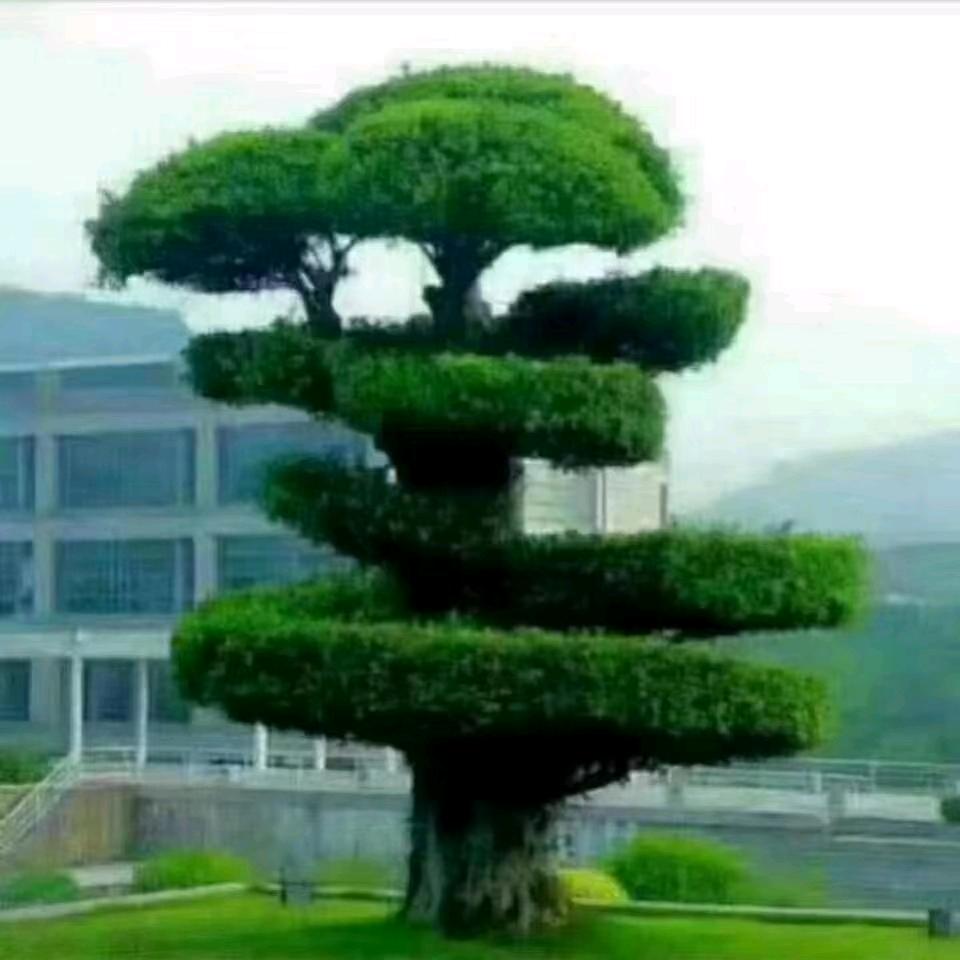 似水年华