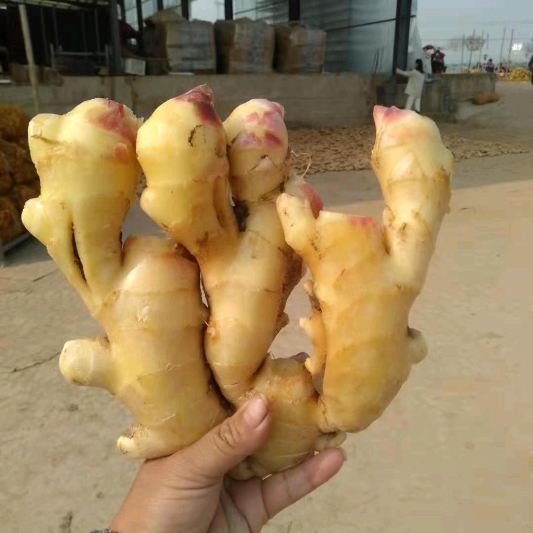 临沂市兰山区钰强蔬菜水果批发中心