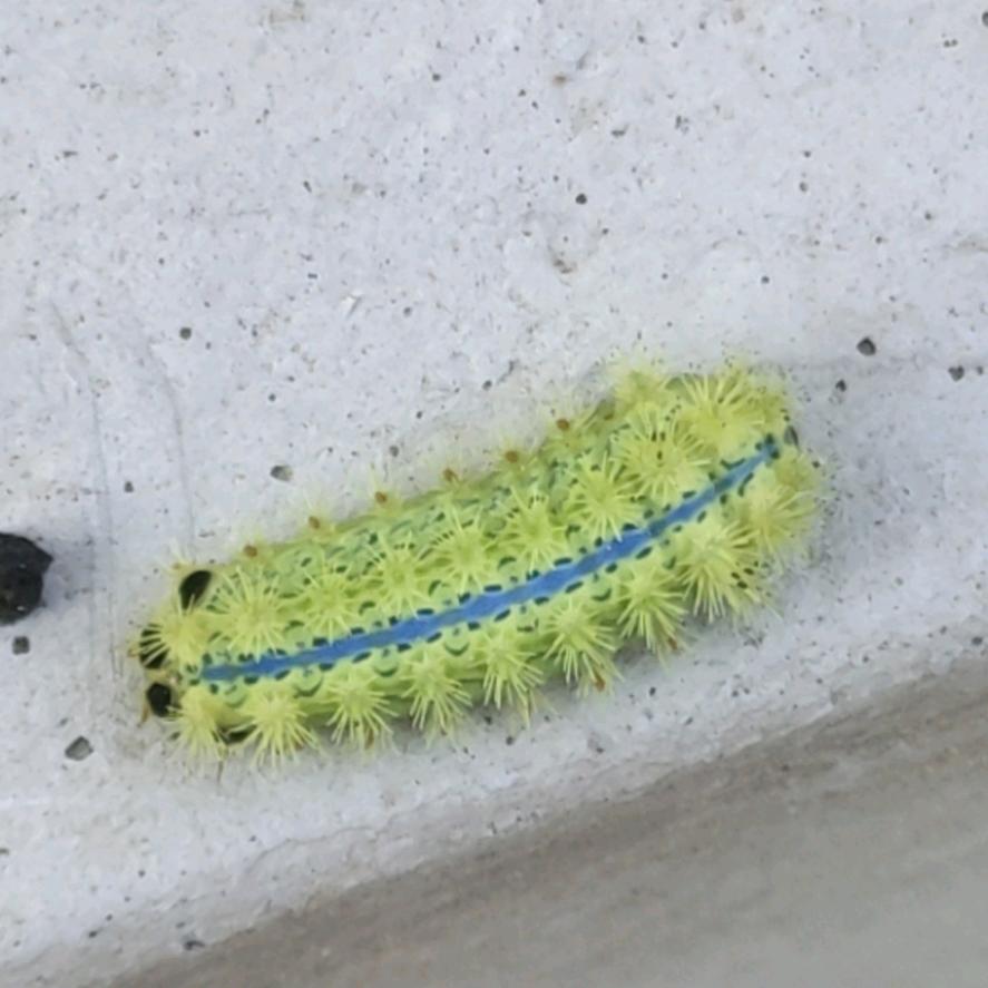 🐑 🐑 🉐 ☞毅