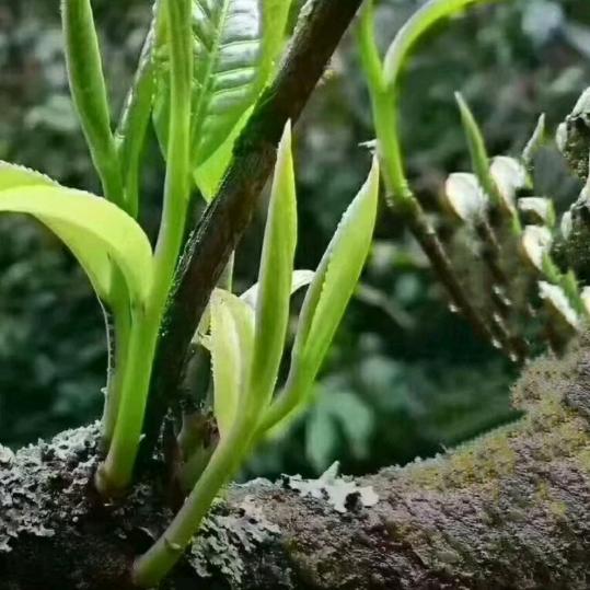 情深奈何缘浅。