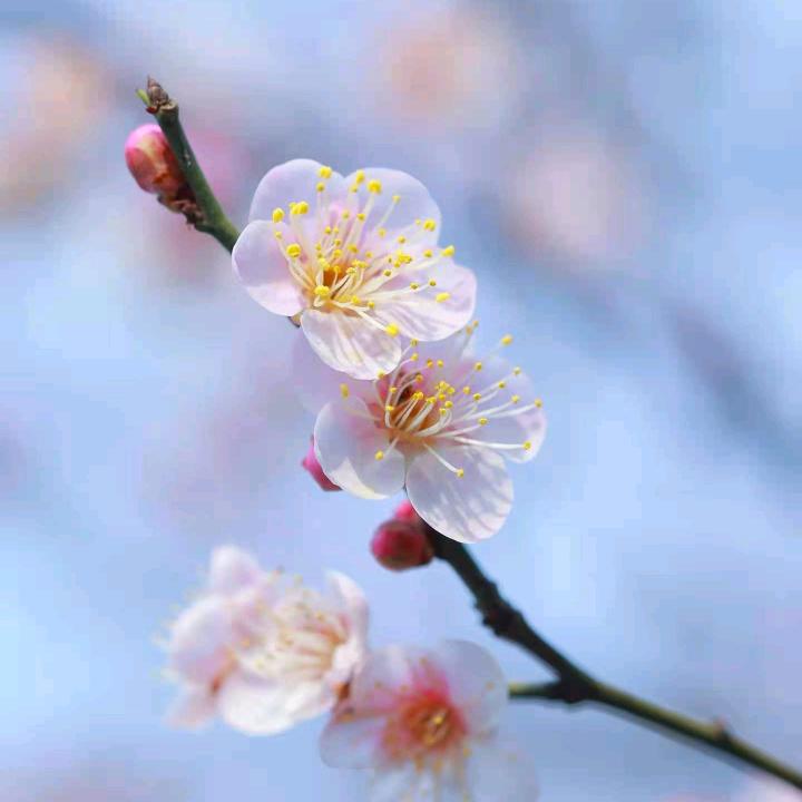 咸宁苏宁易购嘉鱼二乔广场连锁店