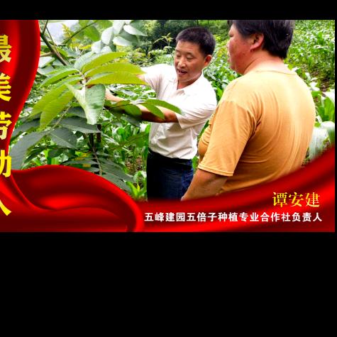 五峰五倍子，鄂竹一号参。