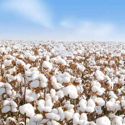 新疆达沃尔农业