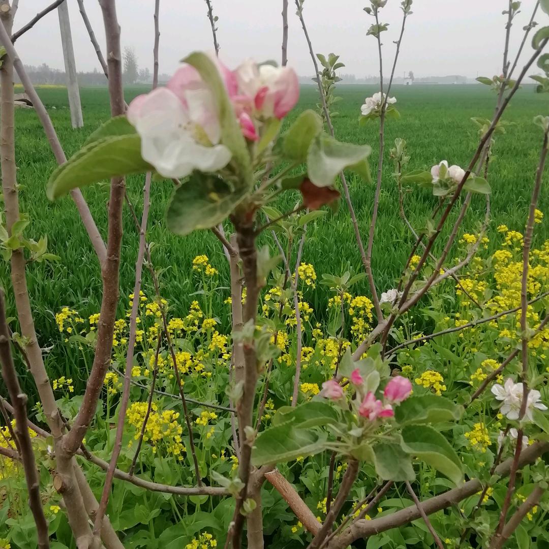 灵枝仙草