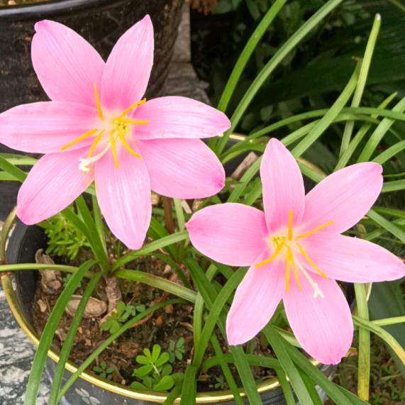 子衿心