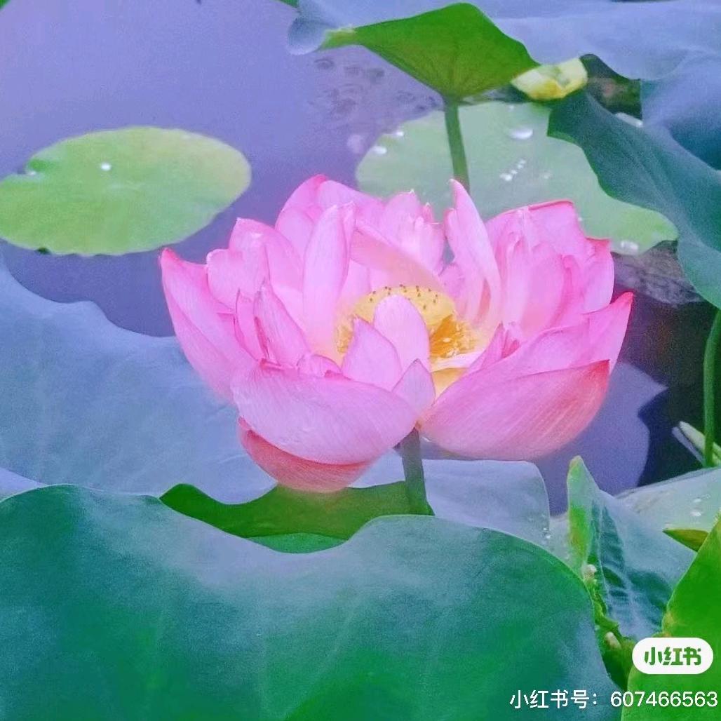 老林子