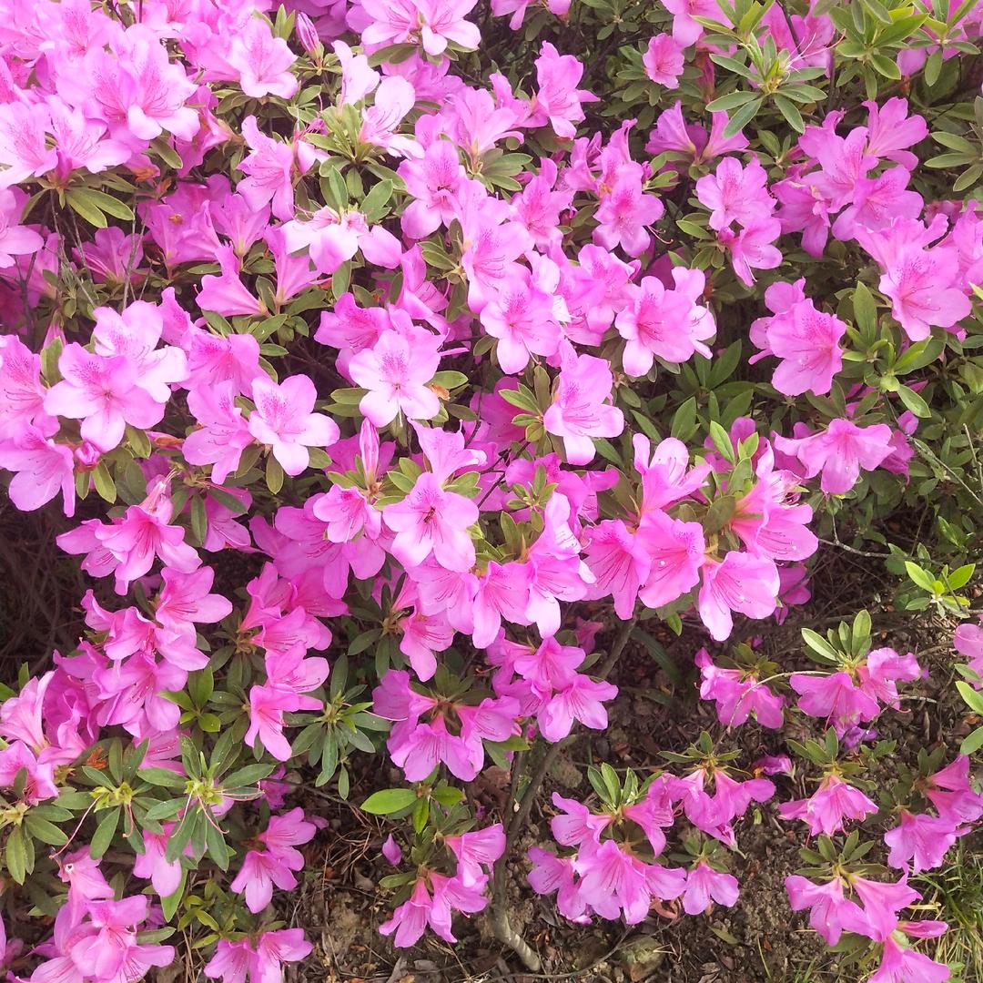 出水芙蓉