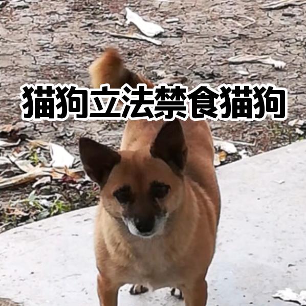 猫狗立法禁食猫狗