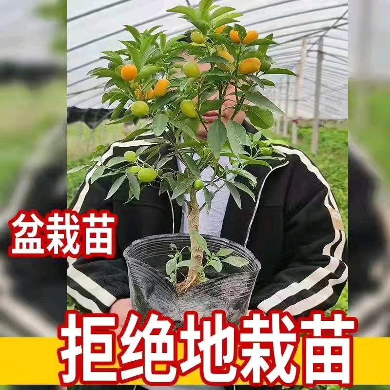 景升专营店