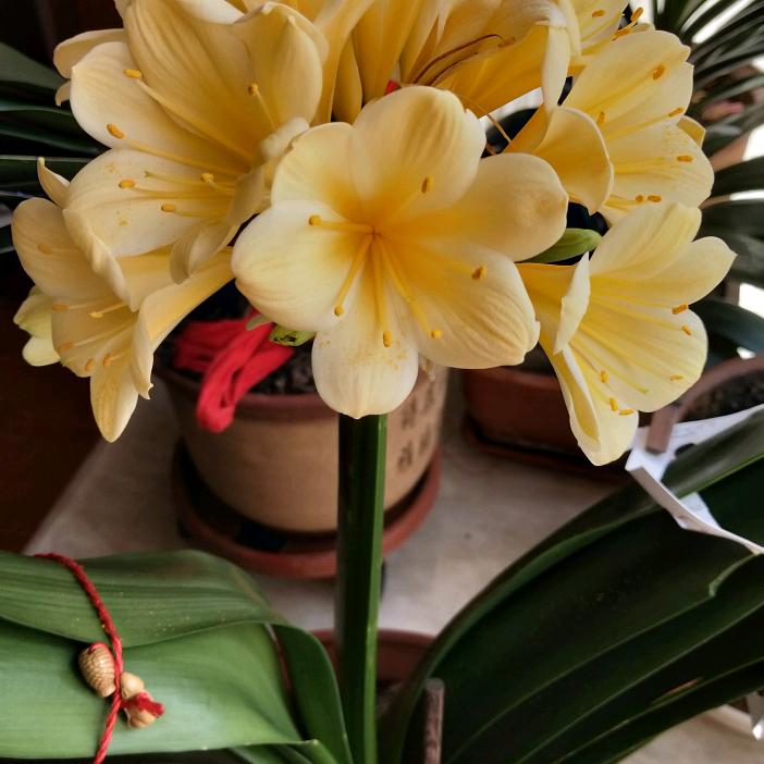 杰子