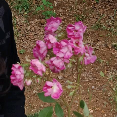 快乐666