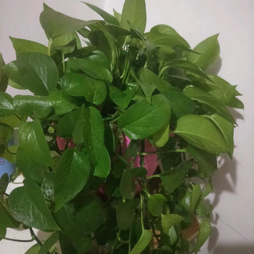 菠萝有点甜