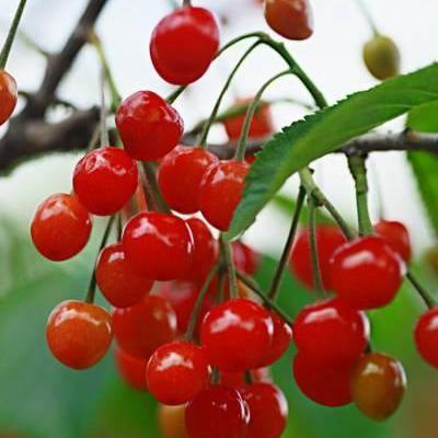 招财猫的小幸运