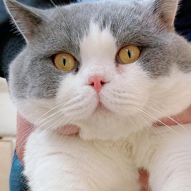 伊拉克汉子灬家国