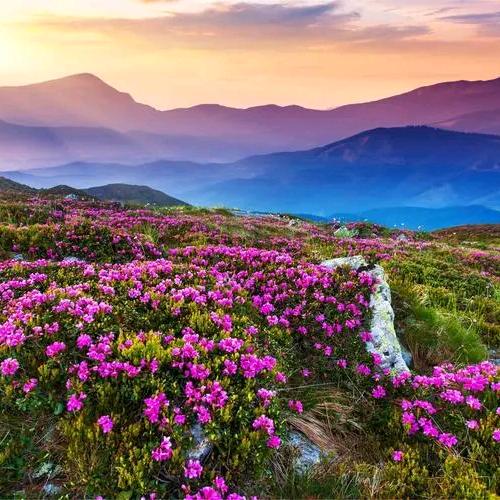 👑刘笑笑哇🌸💋