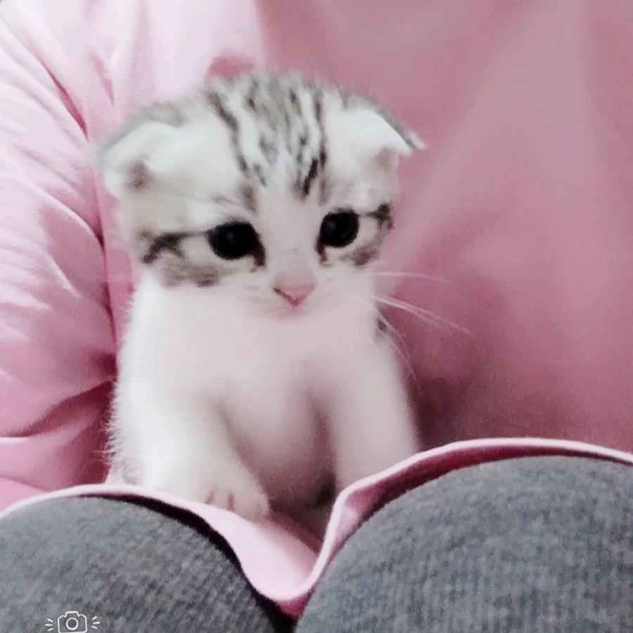猫展昭
