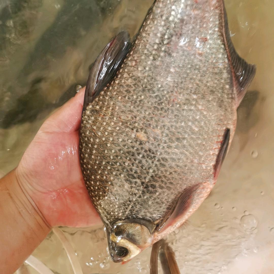 阿南，水产