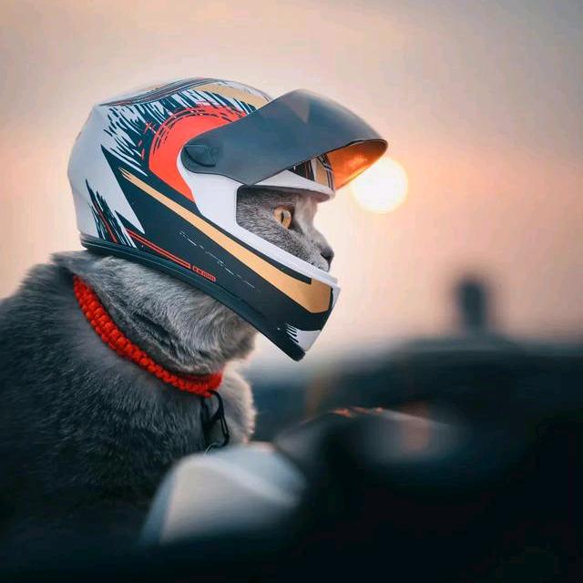 张V V