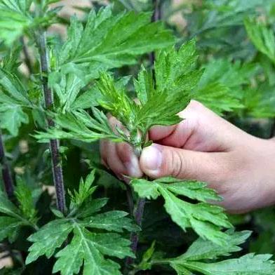 伏牛山艾草