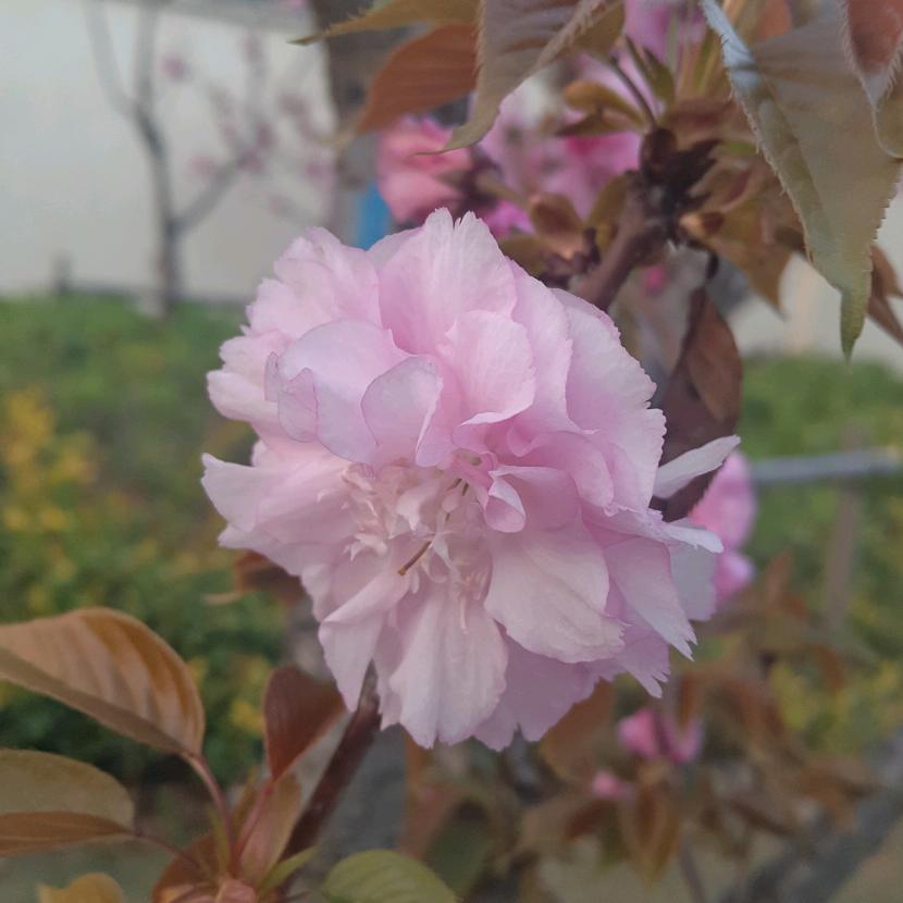 朝霞图文