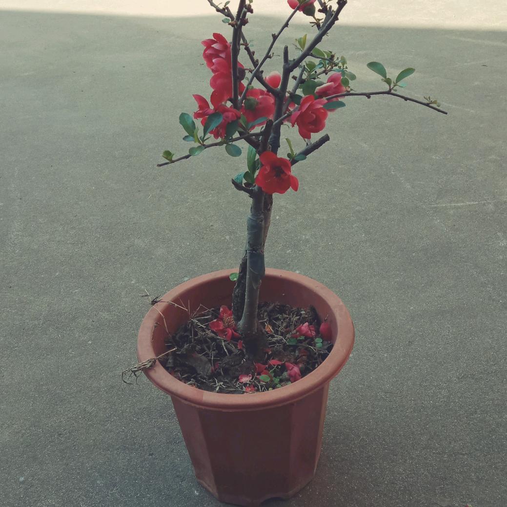 雅琪奶奶