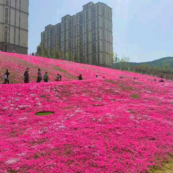 亮小哥