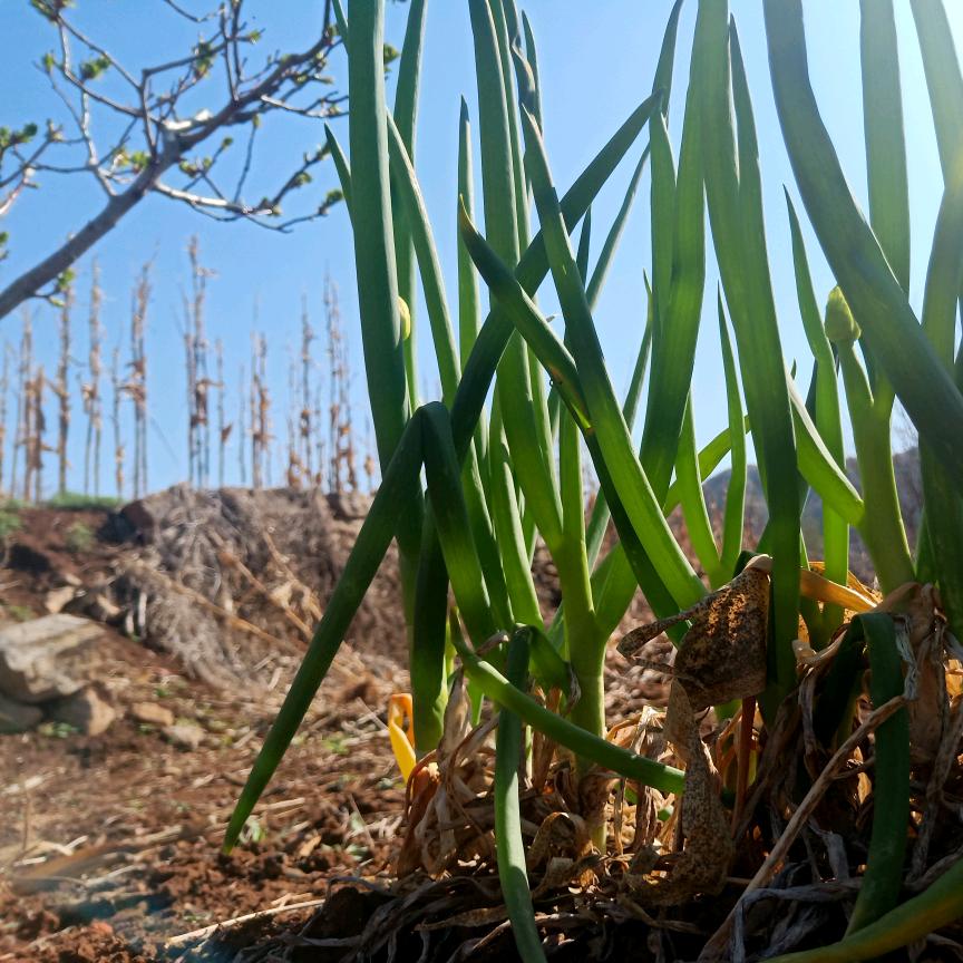 番茄炖了西红柿